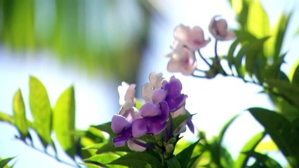 El evangelio de hoy martes 26 de junio de 2018, Lectio Divina - Tele VID