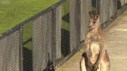 '답답해서 내가 뛴다'...축구장 난입한 캥거루  / YTN
