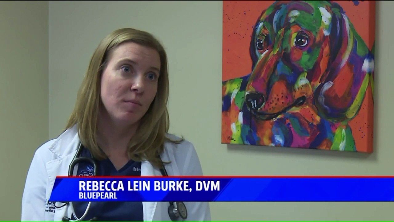 Protecting Your Pets from Deadly Plants