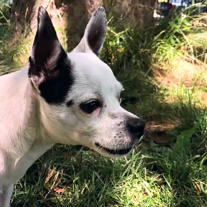 Keep your pup cool all summer long with this DIY cooling mat 