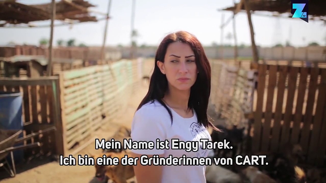 Engy Tarek hat ein sehr großes Herz für Hunde und in Ägypten braucht sie das auch. Die Bilder und Informationen in diesem Video sind nichts für zart Besaitete.