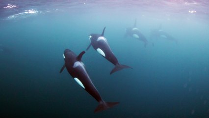 Up Close with Orcas