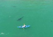 Great White Shark Swims Near Kayaker in Monterey Bay