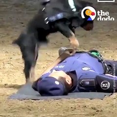 This police dog can perform CPR on people
