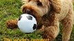These dogs know it’s not about winning or losing but how EPIC you look playing the game ⚽ World Pup captured in #SuperSlowMo #withGalaxy : Galaxy S9. Explore