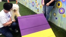 LIVE: This sweet sheepdog is trying out agility for the first time today! Let's see what she thinks 