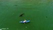 Ce kayakiste est suivi par un grand requin blanc à Monterey Bay