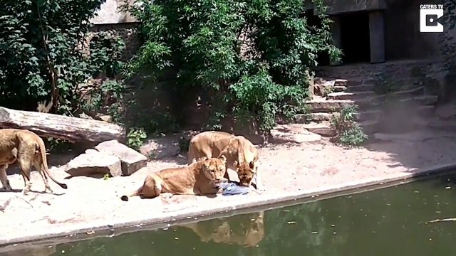 3 lions contre 1 héron... Le pauvre oiseau n'avait aucune chance