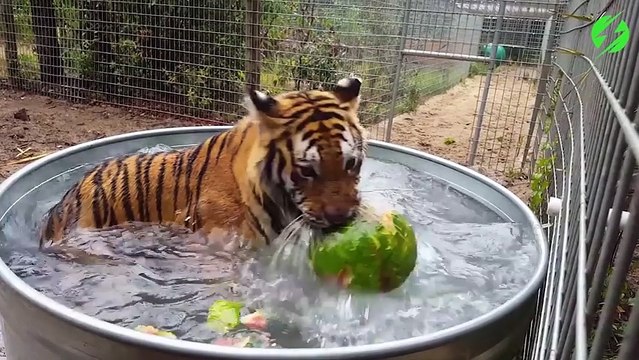 Un tigre prend son bain en jouant avec une pastèque