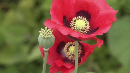 [단독] 양귀비 특별단속 기간...신고해도 구별 못 한 경찰 / YTN