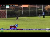 Seekor Kanguru Ganggu Jalannya Pertandingan Sepak Bola - NET24