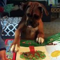 The derpiest pups in the land  Follow Howlers Presents for more!