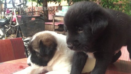 Beautiful Girl Play Her Dog  The First Time With Amazing Cute Dog (2)