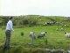 Moutons sur la skyroad Irlande