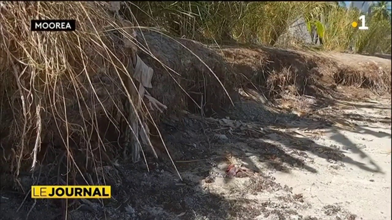 Une opération de végétalisation contre l’érosion des plages