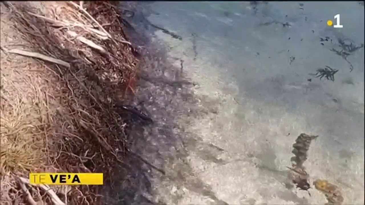 TH : Une opération de végétalisation contre l’érosion des plages