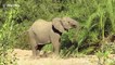 Cheeky male elephant suddenly charges towards vehicle in South Africa national park