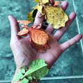 Des insectes qui ressemblent à des feuilles de toutes les couleurs