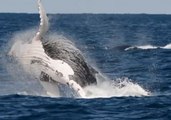 Whales Breach During Annual Migration to the North
