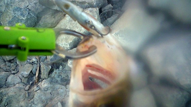 SUNP0022. THIS IS ANOTHER FISH I CAUGHT ON THE SAME DAY GLENIFER LAKE ALBERTA DICKSON DAM ALBERTA.YOU CAN SEE THE FISH HOOK I USED TO CATCH THIS ONE WITH.SECRET HOOK REVEALED.