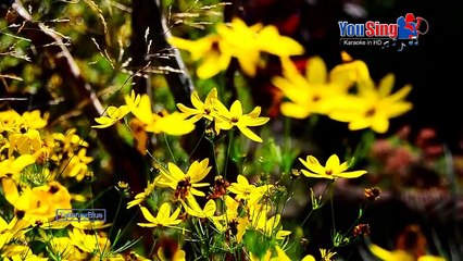 Bài Hát Ru Mùa Xuân - Hồng Nhung