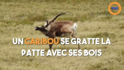 Un caribou se gratte la patte avec ses bois