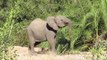 Cheeky male elephant suddenly charges towards vehicle in South Africa national park