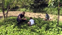 'Yayla yasakları kalkınca tarım ve hayvancılığa ilgi arttı' - BİTLİS