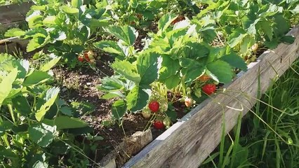 В ГОСТЯХ У МЕНЯ НА ОГОРОДЕ 24 ИЮНЯ ЛЕНИНГРАДСКАЯ ОБЛАСТЬ 1