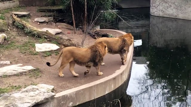 Un lion chute dans l'eau