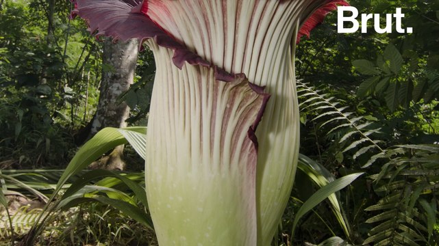 La fleur-cadavre dégage une odeur de viande avariée