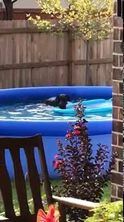 Un chien en train de rire dans la piscine