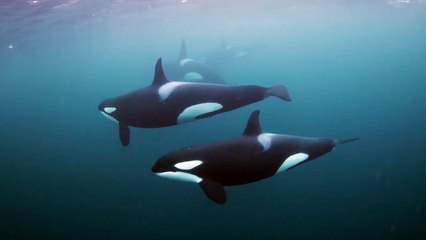 Des orques vues de prêt