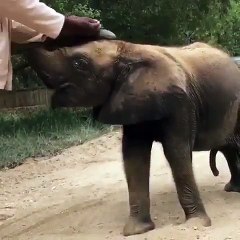 Small cute Elephant play with sand