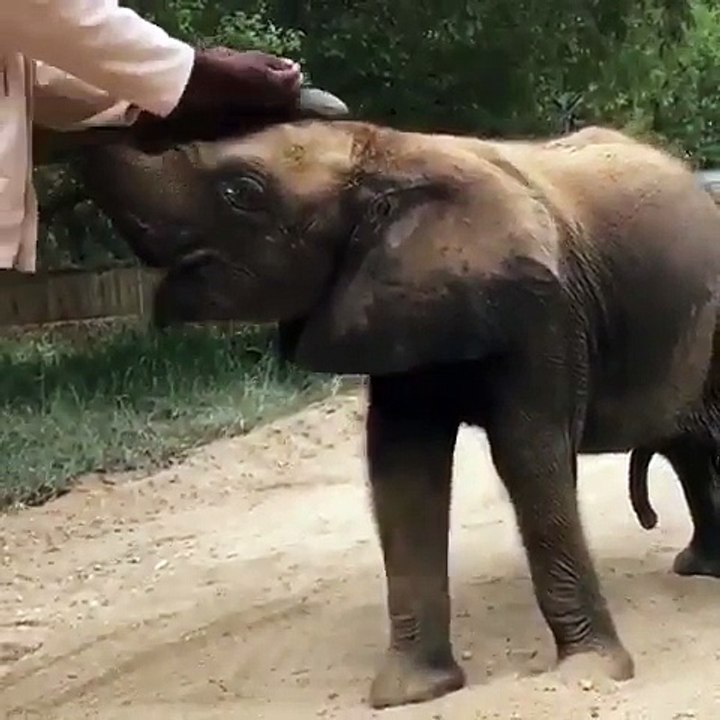 Small cute Elephant play with sand