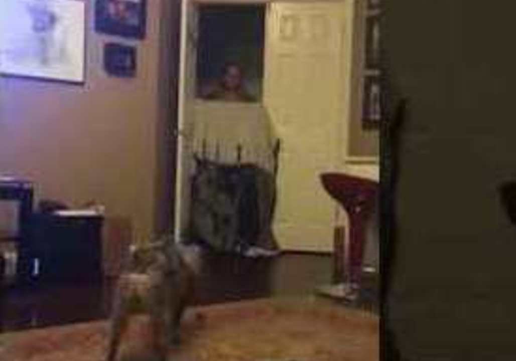 Australian Shepherd Dog Freaks Out When Owner 'Disappears'