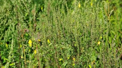 Pollen d’ambroisie : il est important de lutter contre cette allergie