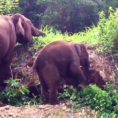 How cute small Elephants in  the Jungle