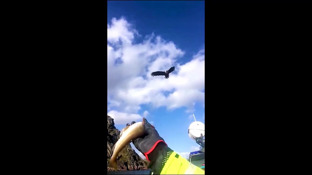 Ce pêcheur lance un poisson à un aigle qui va l'attraper en plein vol !