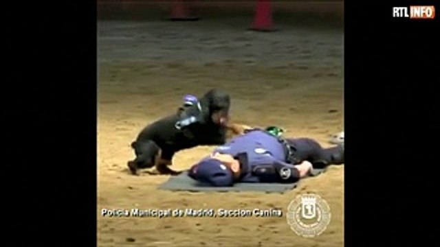 Incroyable: ce chien effectue des massages cardiaques