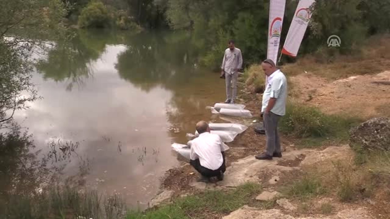 Uşak'ta 100 Bin Pullu Sazan Yavrusu Göletlere Bırakıldı