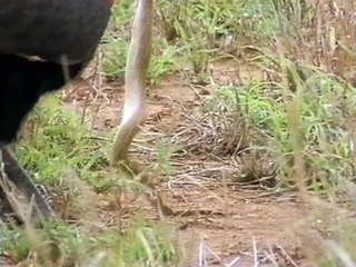 Jelenségek Az Állatvilgban - 10 - Mennydörgő Madár