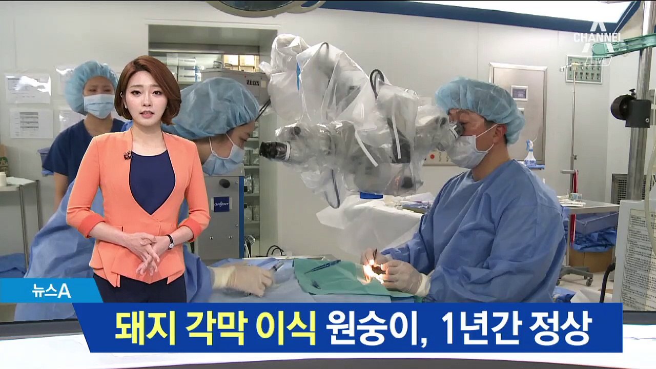 돼지 각막 이식한 원숭이 눈, 1년 넘게 정상 유지