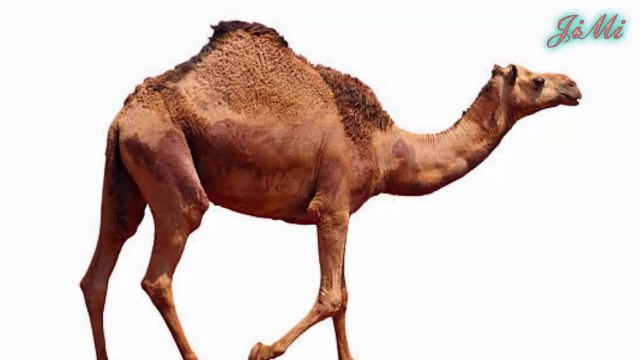 Lạc Đà và những khả năng phi thường đến khó tin