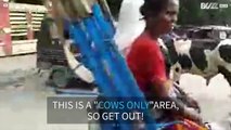 Τι γίνεται όταν αγελάδα βρεθεί στον δρόμο τρίκυκλου;
