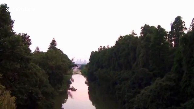 Huge columns of mosquitoes hover above trees in China