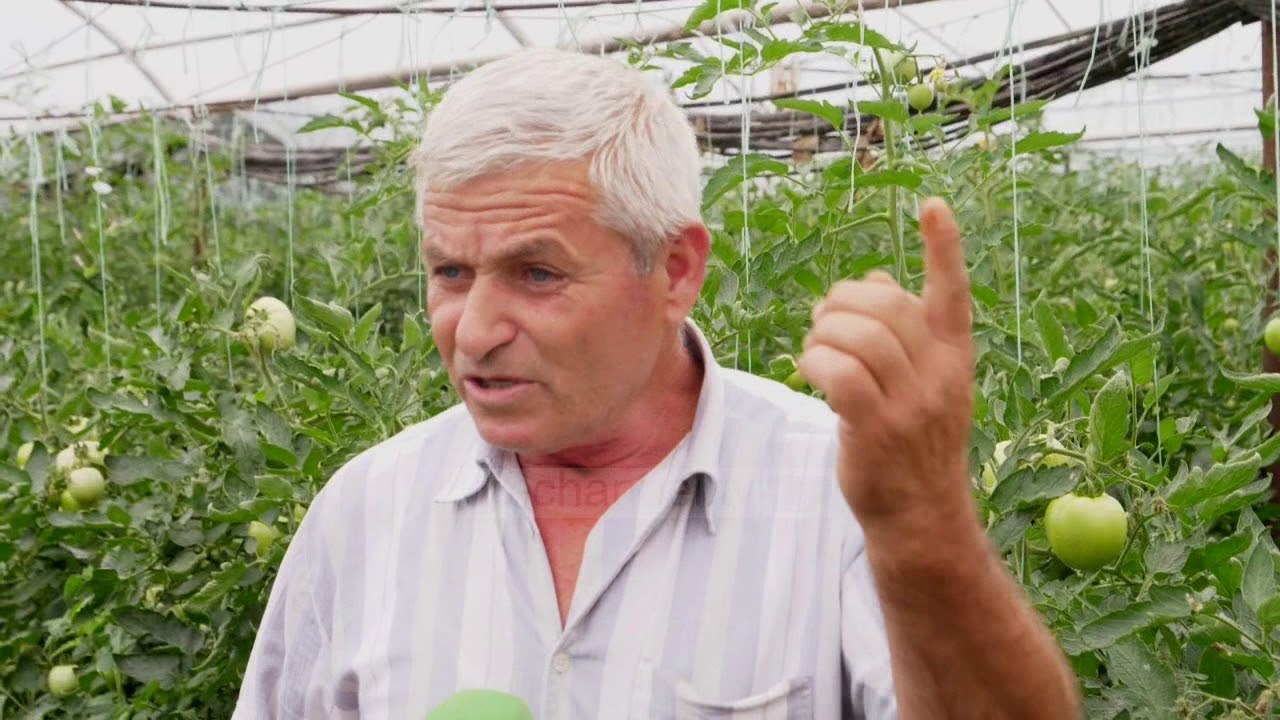 Fermerët duan rrugë në Elbasan, shtohen serat dhe prodhimet  - Top Channel Albania - News - Lajme