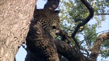 Predators In Peril