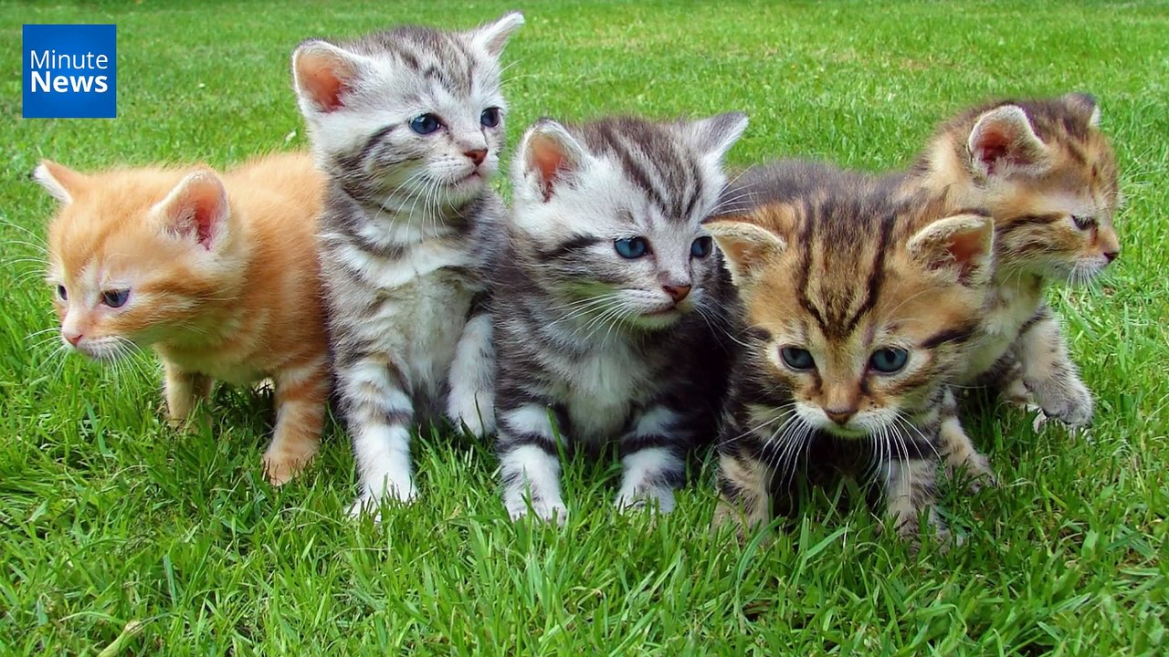 Paris : 130 chats séquestrés dans un appartement de 25m2...