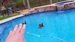 GOOSE leaves BROWN SURPRISE in POOL! YAY!! (FUNnel Vision Bird Invasion Payback Vlog)